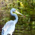 Little Blue